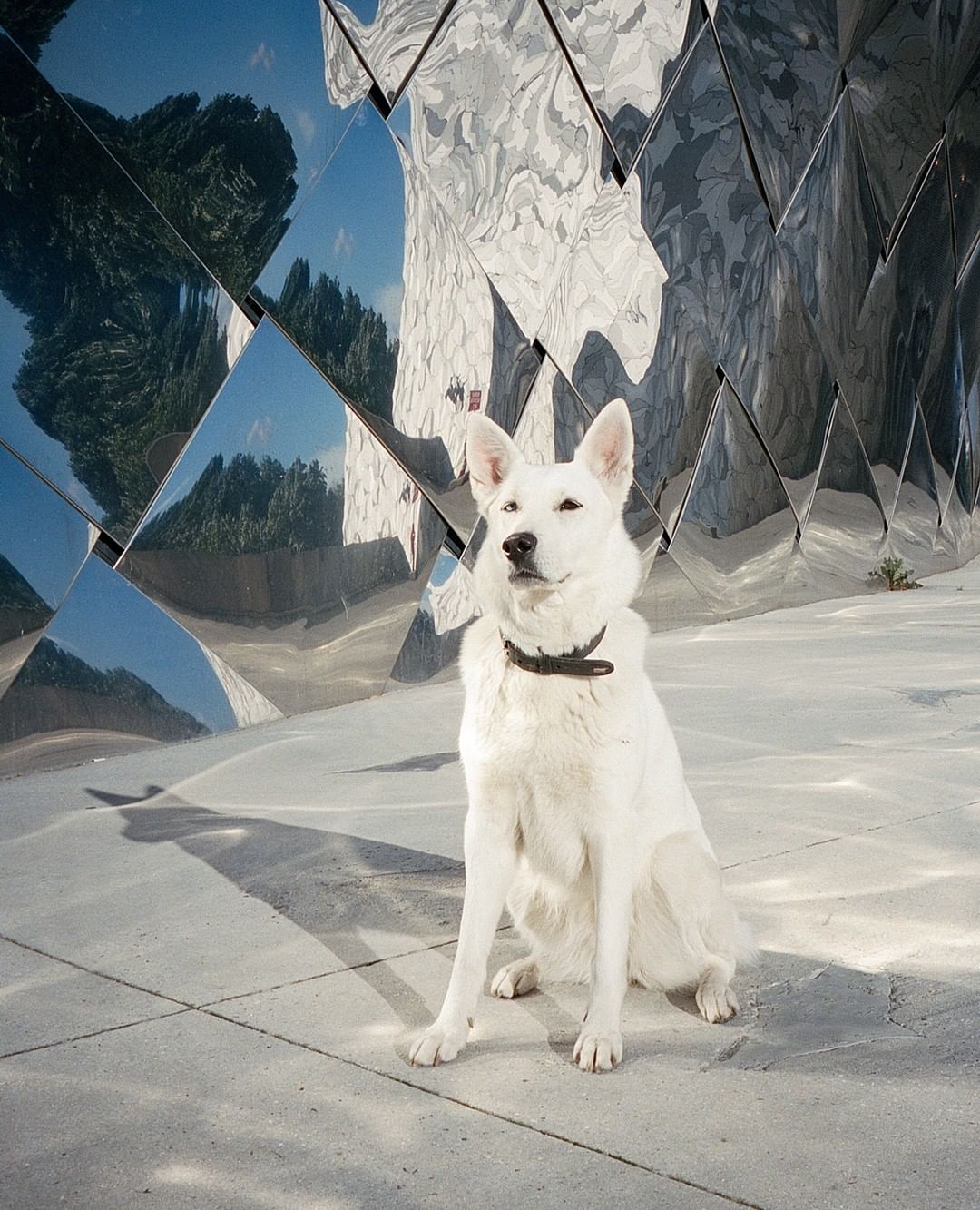 White Swiss Shepherd dog sitting outdoors on a concrete surface with mirrored building facade reflecting the environment and sky.