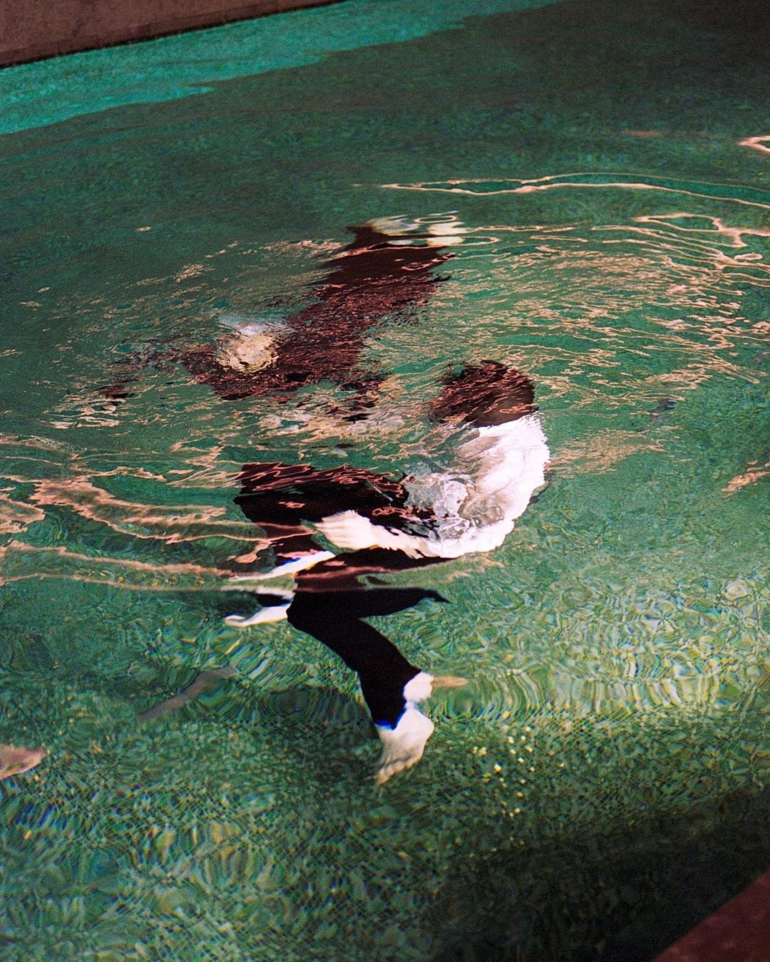 Person in a black suit and white shirt is shown waist-down underwater in a turquoise pool, with the person's reflection above.