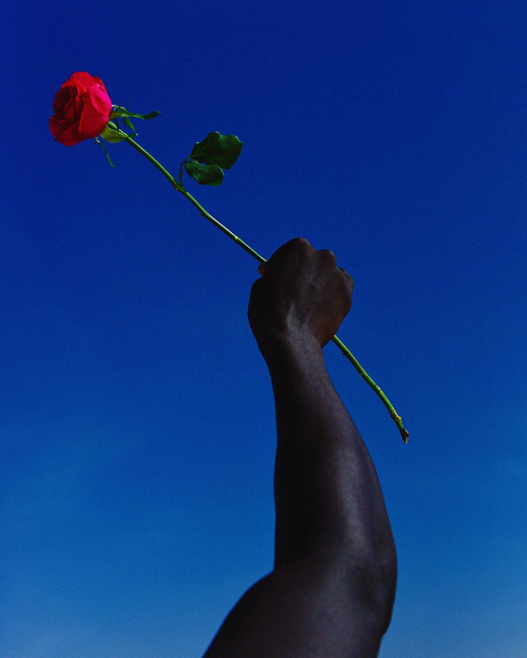 Red rose held aloft against a vibrant blue sky. Focus on the rose and the contrasting colors, the gesture of holding it up.