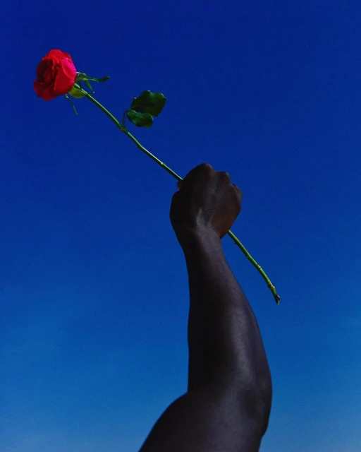 Red rose held aloft against a vibrant blue sky. Focus on the rose and the contrasting colors, the gesture of holding it up.