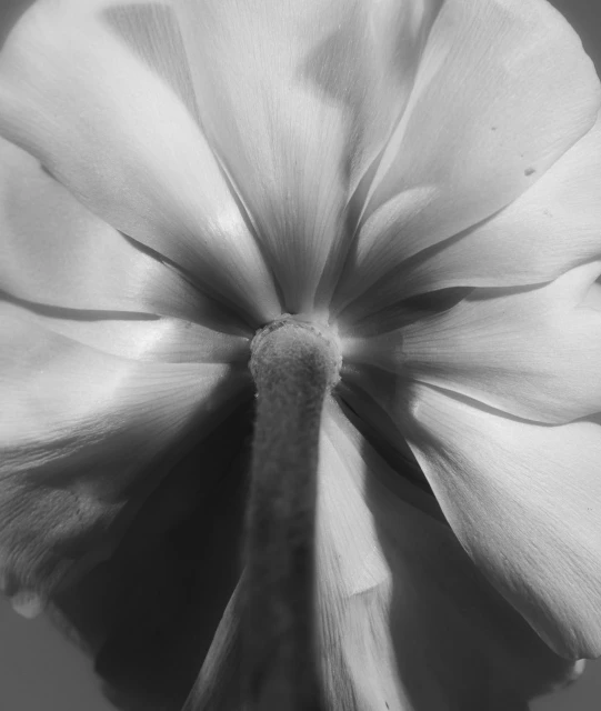 Monochrome close-up capturing the textured, layered petals of a flower, showcasing the plant's intricate structure and soft tones.