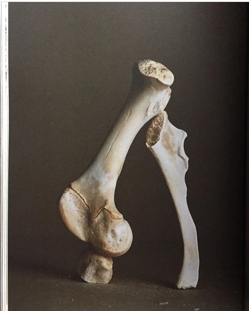 Still life shot of two animal bones, one femur, against a brown gradient background. The bones are various off-white tones.