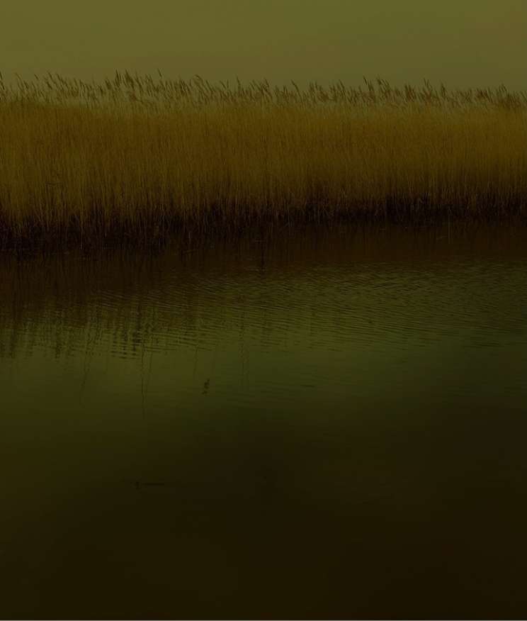 Landscape view of a body of water with tall grass reeds along the shoreline, presented in a muted, desaturated color palette.