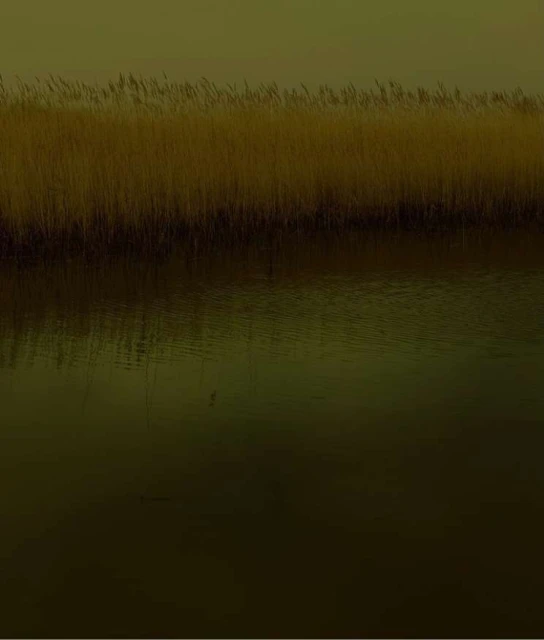 Landscape view of a body of water with tall grass reeds along the shoreline, presented in a muted, desaturated color palette.