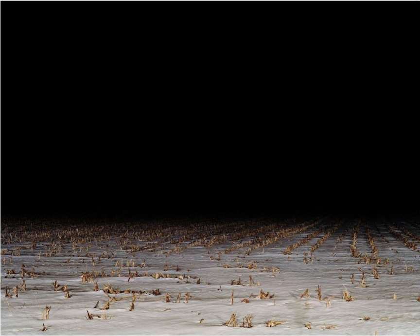 Field of snowy corn stalks at night with a dark sky. Agricultural winter scene in a farm landscape with horizontal rows of corn stalks.