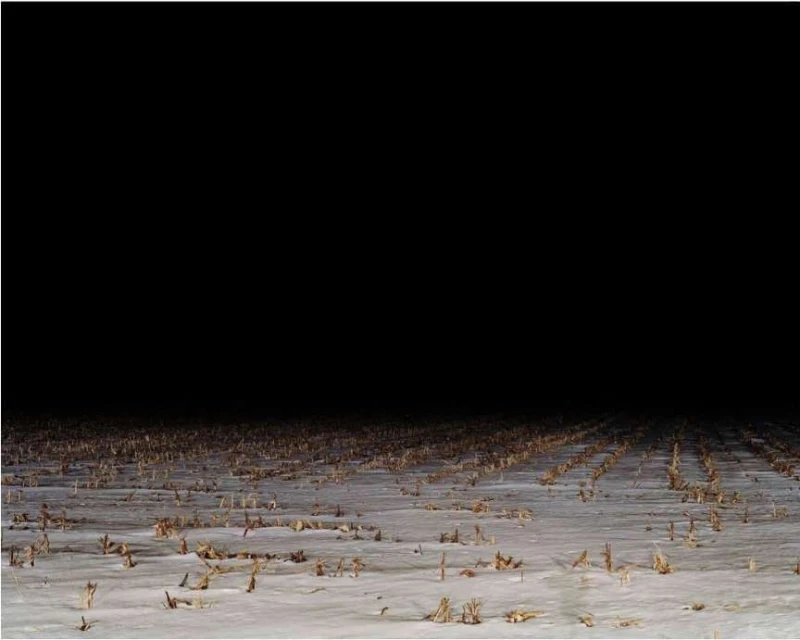 Field of snowy corn stalks at night with a dark sky. Agricultural winter scene in a farm landscape with horizontal rows of corn stalks.