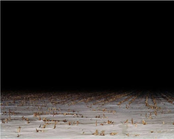 Field of snowy corn stalks at night with a dark sky. Agricultural winter scene in a farm landscape with horizontal rows of corn stalks.