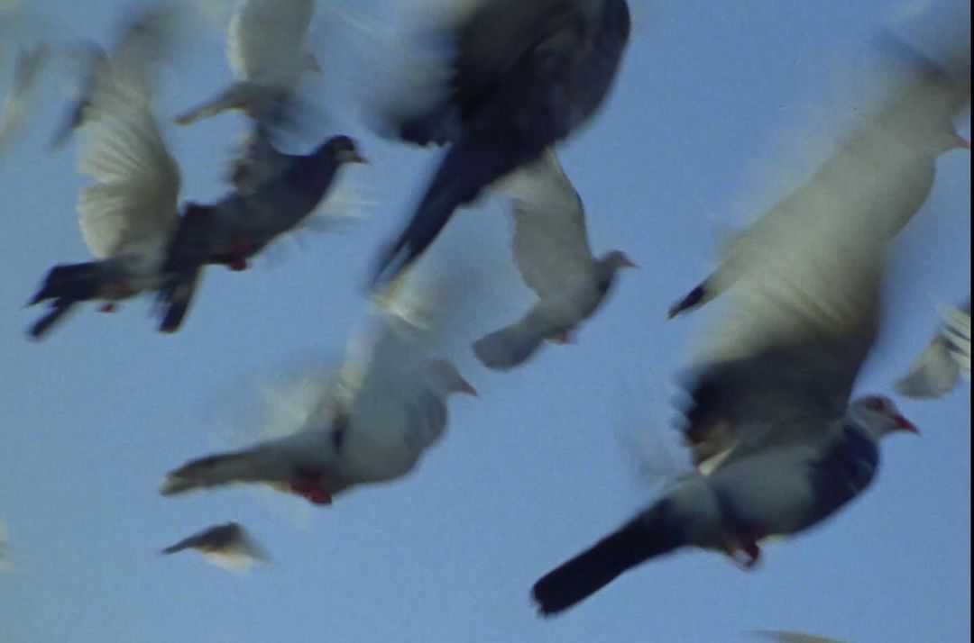 A flock of grey and white pigeons in flight against a soft blue sky, wings blurred in motion, creating a sense of movement and freedom.