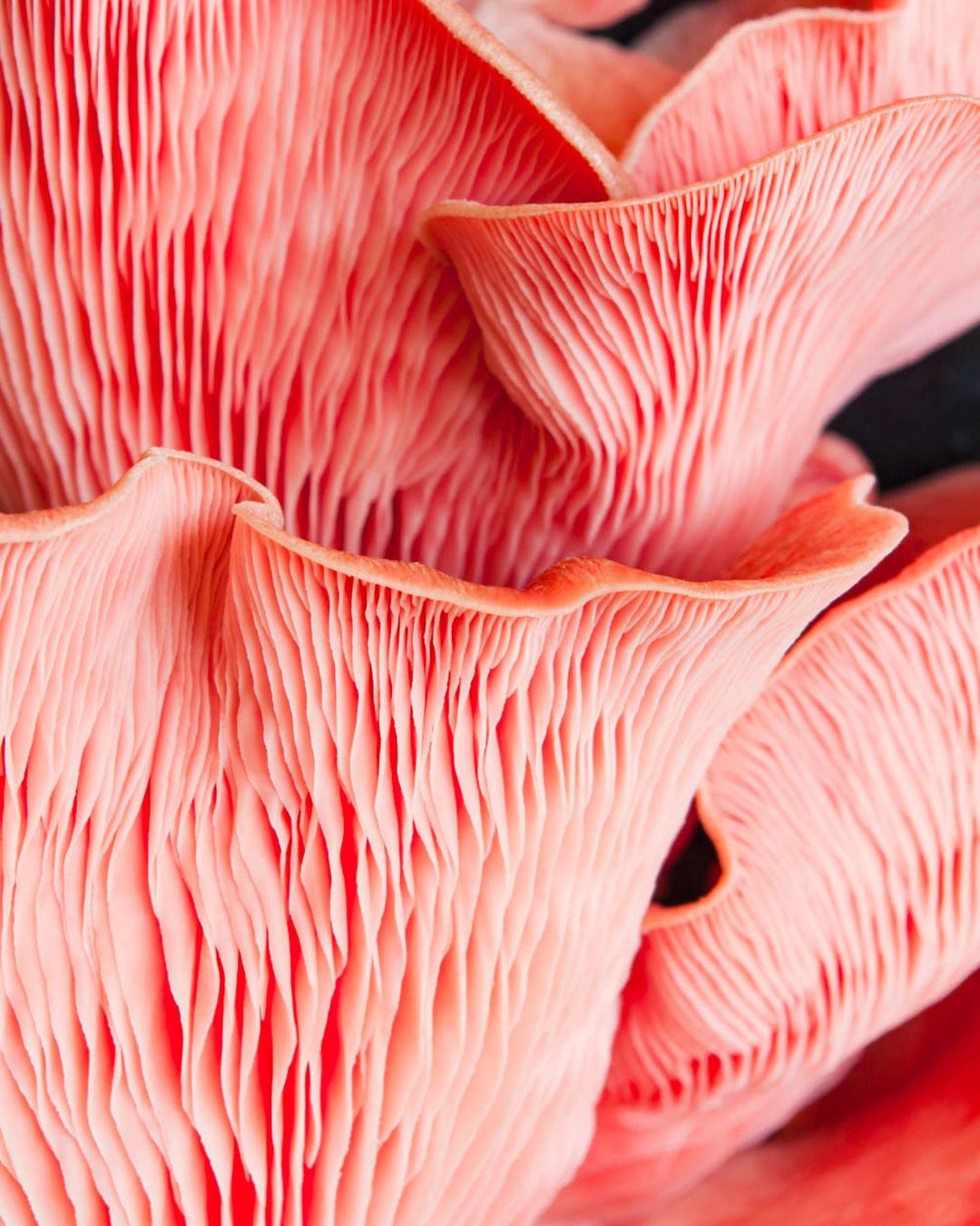 Close-up of vibrant pink oyster mushrooms showcasing their unique gills and texture, creating an abstract and organic natural pattern.