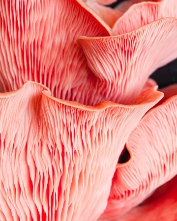 Close-up of vibrant pink oyster mushrooms showcasing their unique gills and texture, creating an abstract and organic natural pattern.