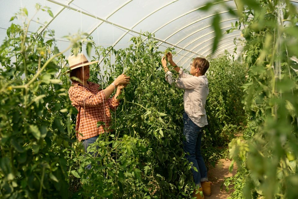 Two farmers, adult women, tend tomato plants in a sunlit greenhouse, wearing casual clothing and hats; a verdant, agricultural scene.