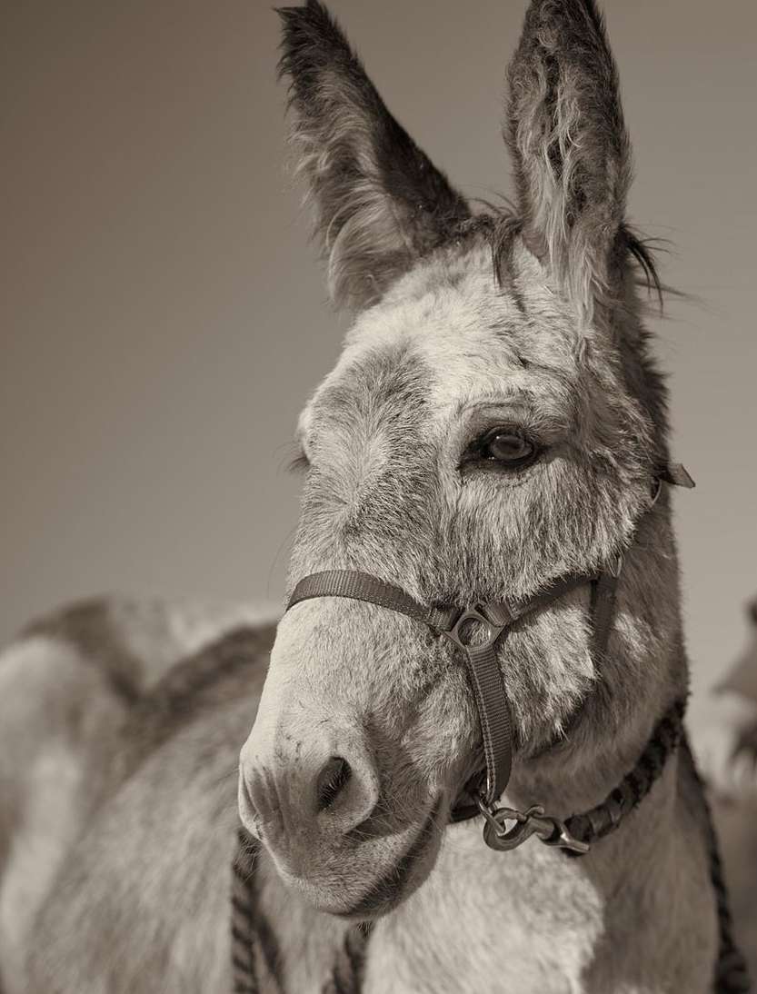 Close-up portrait of a donkey with a halter, showcasing its detailed facial features, fur texture, and neutral, monochromatic tones.
