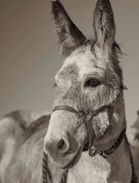 Close-up portrait of a donkey with a halter, showcasing its detailed facial features, fur texture, and neutral, monochromatic tones.