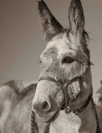 Close-up portrait of a donkey with a halter, showcasing its detailed facial features, fur texture, and neutral, monochromatic tones.