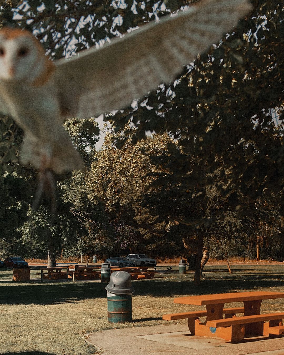 A barn owl flies across a park with picnic tables under trees on a sunny day. The focus is sharp on the trees in the background.
