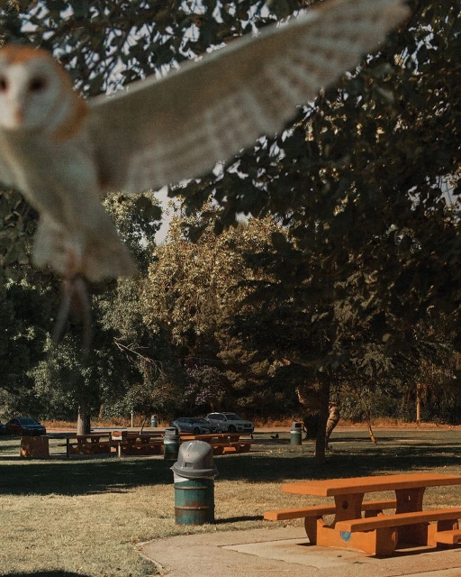 A barn owl flies across a park with picnic tables under trees on a sunny day. The focus is sharp on the trees in the background.
