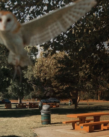 A barn owl flies across a park with picnic tables under trees on a sunny day. The focus is sharp on the trees in the background.