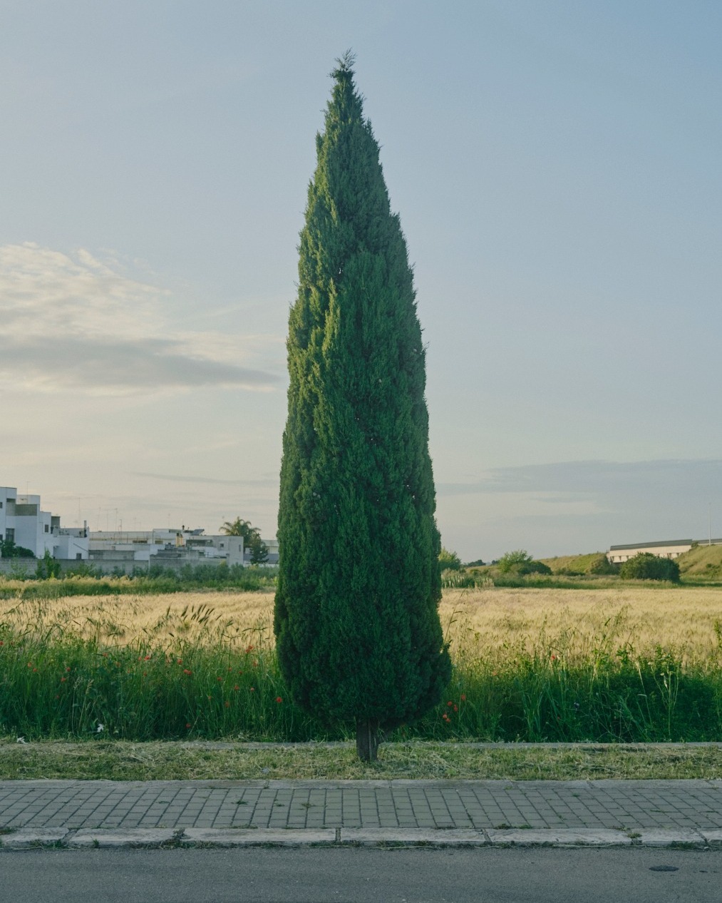 Tall, thin, evergreen tree stands in a grassy field, set against a clear blue sky. Simple yet striking outdoor nature scene.