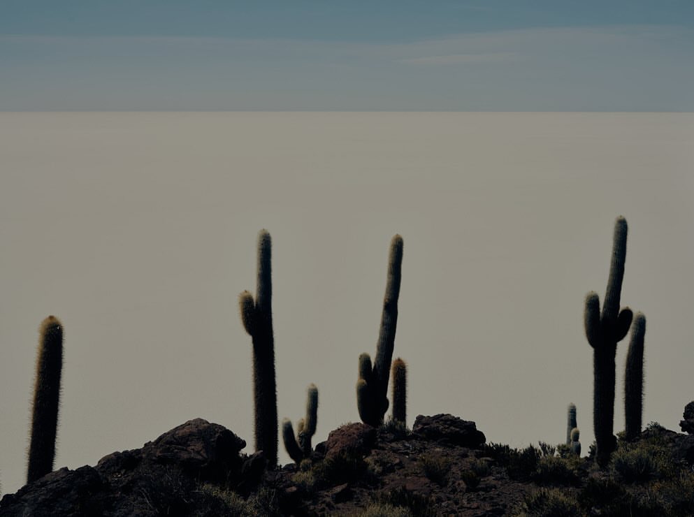 Cactus plants stand tall on rocky terrain, with a vast, bright white expanse stretching to the horizon under a pale sky.