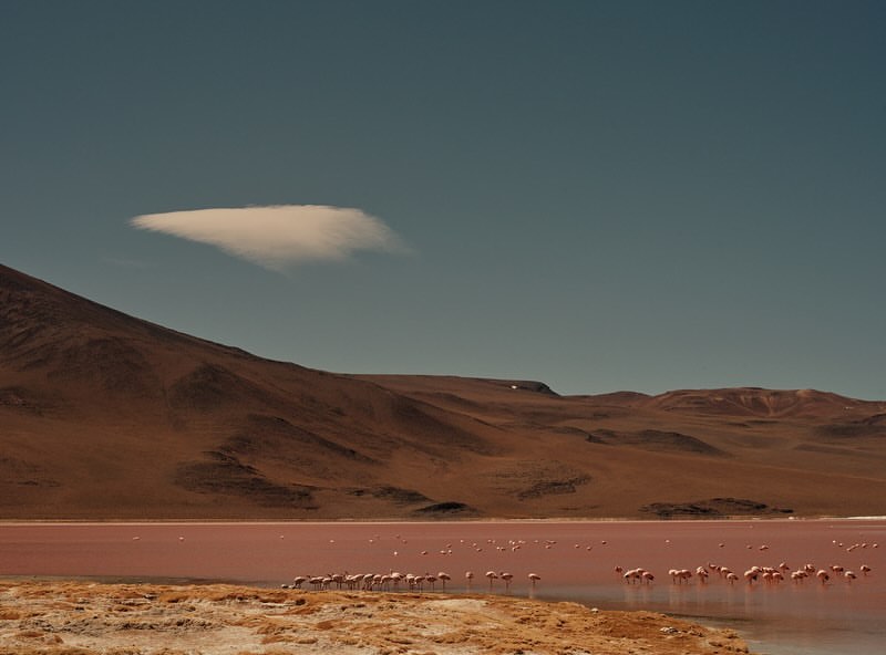 Landscape view of a flock of flamingos in a pink salt lake with a desert mountain range and a cloud in the blue sky above.