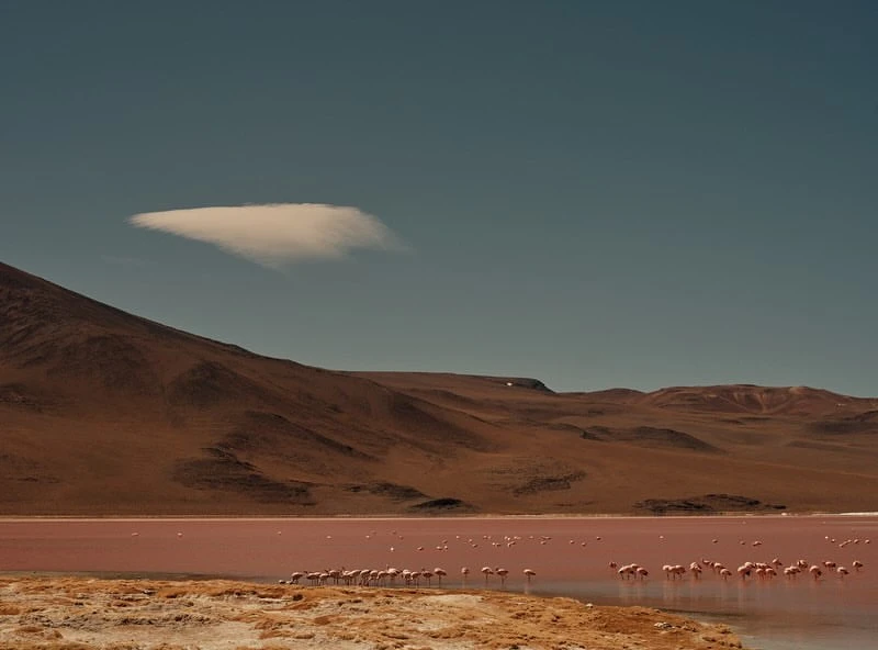 Landscape view of a flock of flamingos in a pink salt lake with a desert mountain range and a cloud in the blue sky above.