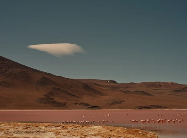 Landscape view of a flock of flamingos in a pink salt lake with a desert mountain range and a cloud in the blue sky above.