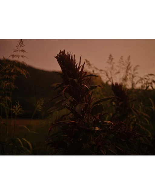 Amaranth plant growing outdoors with a rural environment in the background under an overcast sky during twilight hours.