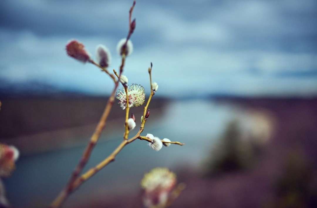 Close-up of pussy willow branches with soft, blurred background featuring a river and cloudy sky, creating a tranquil nature scene.