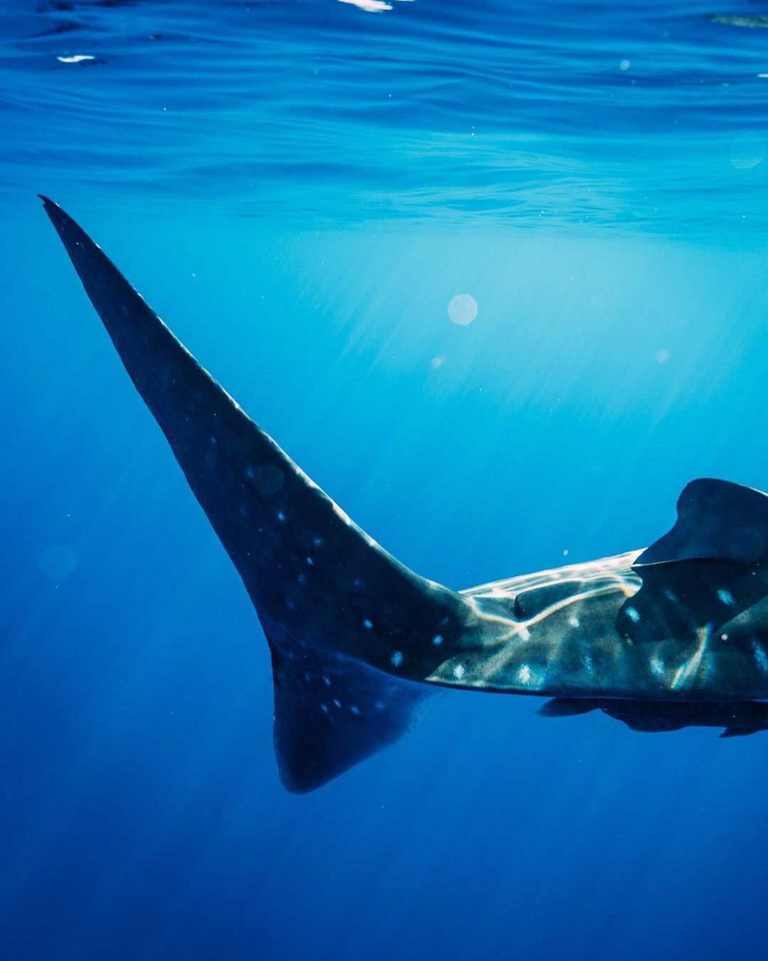 Underwater view of a whale shark's tail fin, showing its distinctive spotted pattern, against a blue ocean background with sun rays.