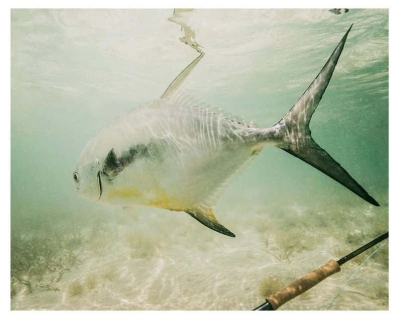 Underwater view of a permit fish swimming in clear water over a sandy bottom with aquatic plants and a fishing rod visible.