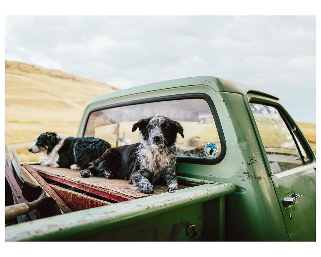 Two dogs rest in the back of an old green pickup truck in a rural setting, under a cloudy sky. One dog looks directly at the camera.