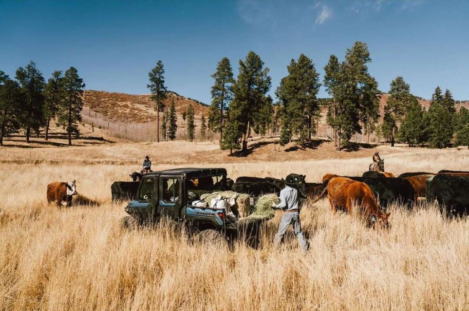 Cattle ranch scene featuring a cowboy on horseback, cattle herd, and a rancher loading hay onto a utility vehicle in a grassy field.