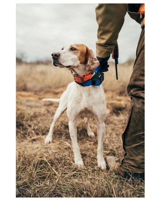 Hunting dog stands alert in a grassy field next to a man wearing a jacket and hunting trousers, watching intently for game.