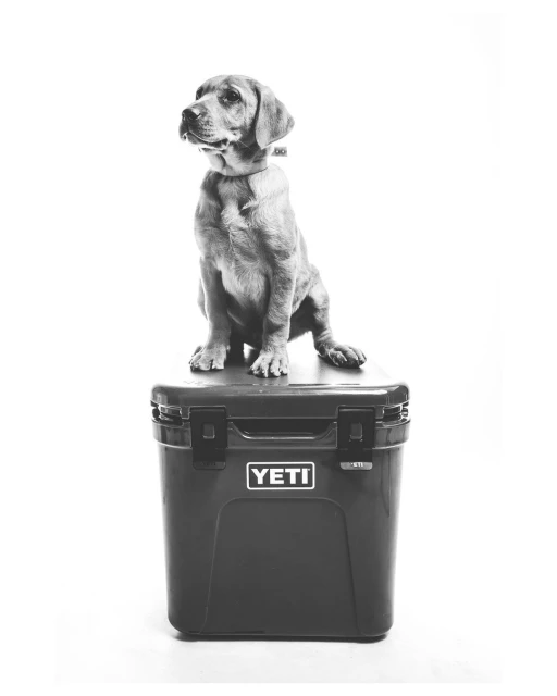 Dog sits alertly atop a cooler in a photo studio setting with bright lighting, displaying a blend of pet and product photography.