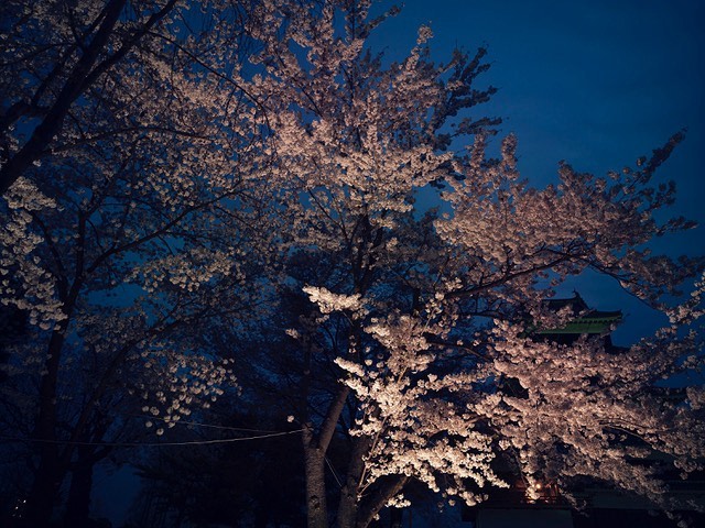 Nighttime view of cherry blossom trees in full bloom, illuminated with soft light against a dark blue sky, creating a peaceful scene.
