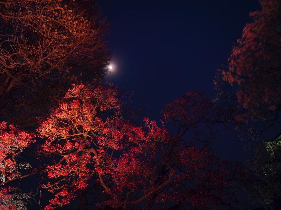 Dramatic low-angle shot of tree branches with red leaves silhouetted against dark blue night sky with a glowing moon.