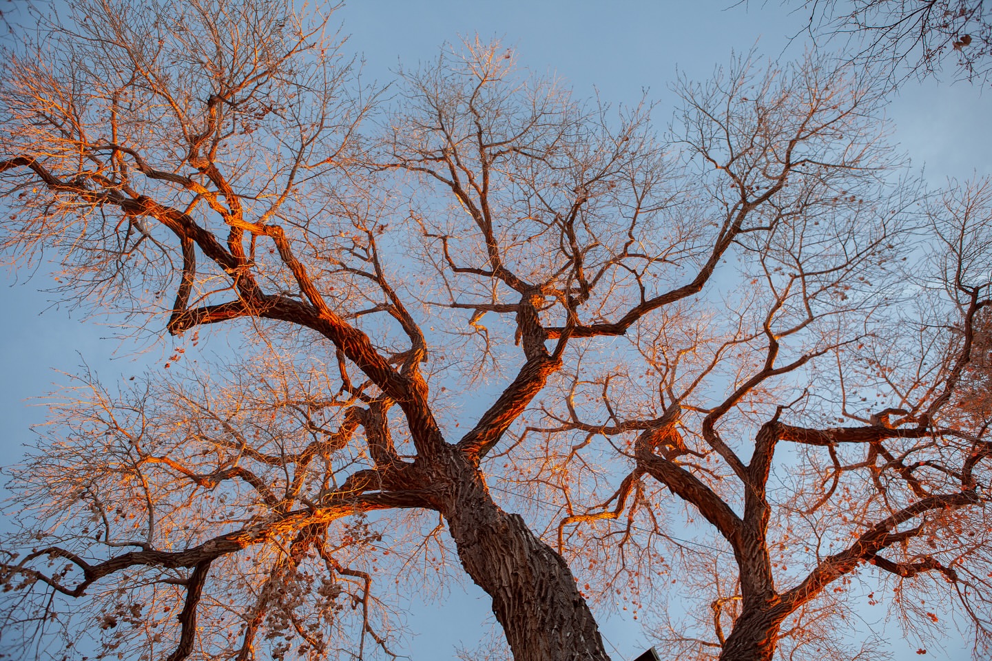 Low-angle shot of a bare tree with a textured trunk and many branches against a clear blue sky during golden hour.