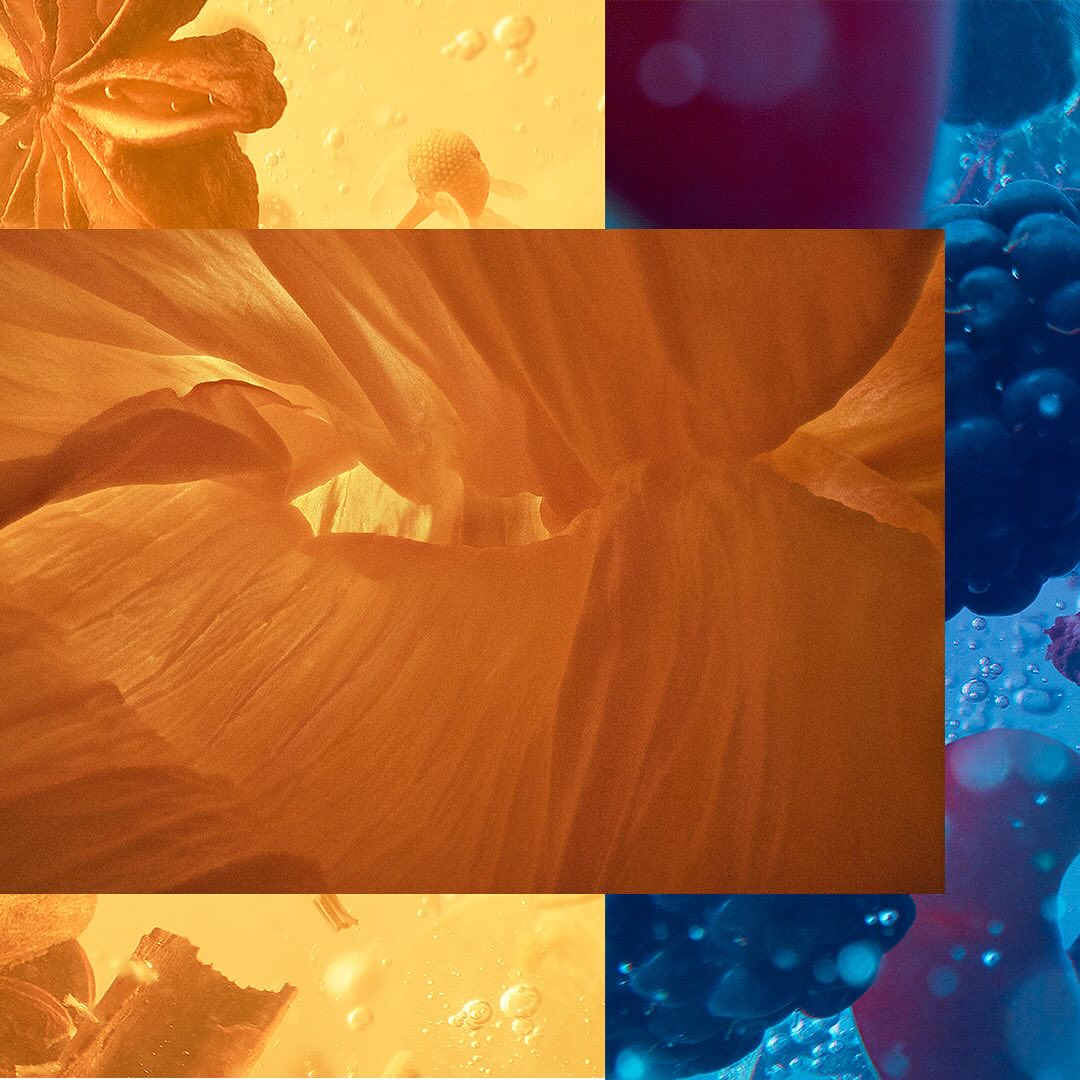 Abstract close-up of backlit flower petals, liquid bubbles, and colorful gradients of yellow, orange, and blue in soft focus.