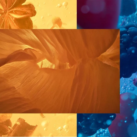 Abstract close-up of backlit flower petals, liquid bubbles, and colorful gradients of yellow, orange, and blue in soft focus.