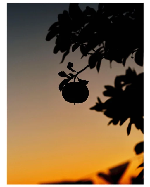 Silhouette of a ripe apple on a tree branch against a gradient sunset sky in an outdoor setting. Nature and food photography.