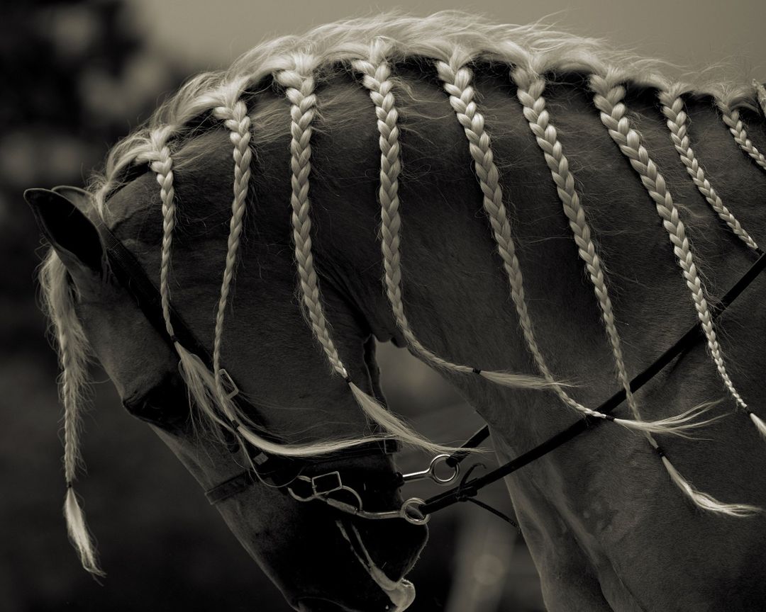 Close-up of a horse with a beautifully braided mane, creating an elegant and decorative hairstyle. The image focuses on texture and detail.