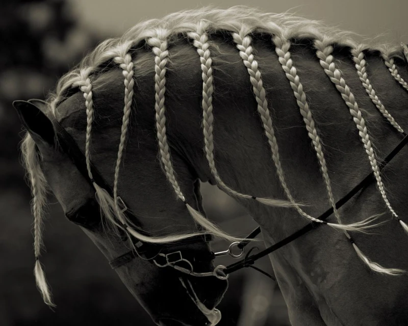Close-up of a horse with a beautifully braided mane, creating an elegant and decorative hairstyle. The image focuses on texture and detail.
