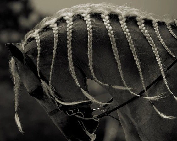 Close-up of a horse with a beautifully braided mane, creating an elegant and decorative hairstyle. The image focuses on texture and detail.