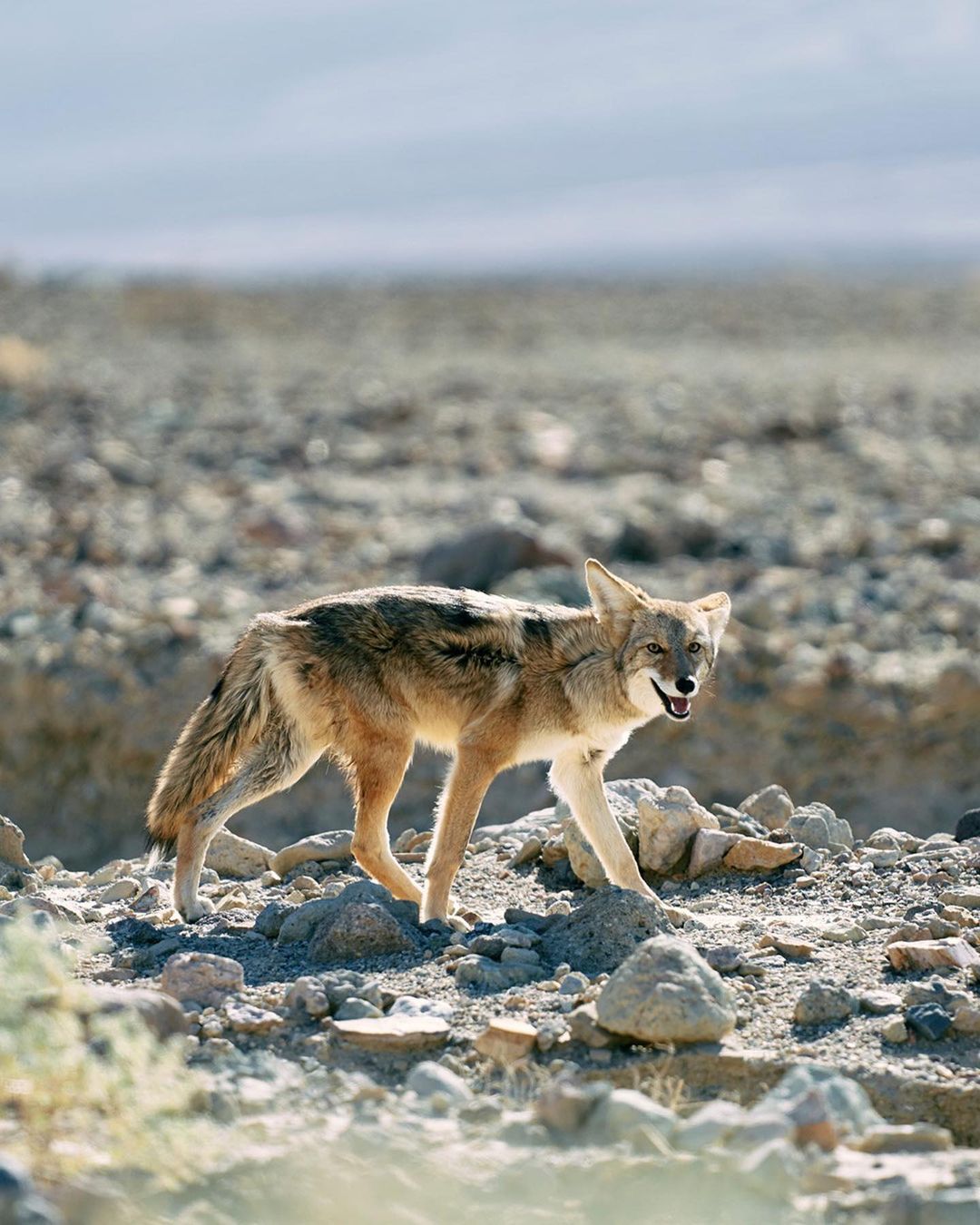 A coyote walks across a rocky desert landscape under a clear sky, its fur blending with the arid environment in a wildlife scene.