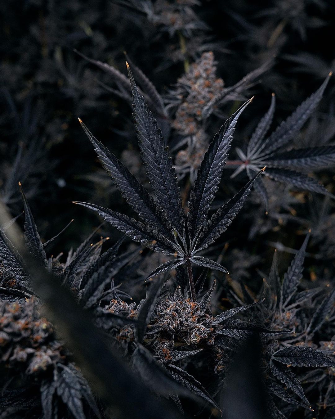 Close-up of dark purple cannabis leaves and buds with visible trichomes. The plant fills the frame, creating a textured natural pattern.