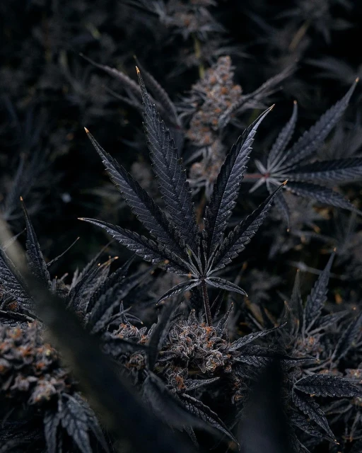 Close-up of dark purple cannabis leaves and buds with visible trichomes. The plant fills the frame, creating a textured natural pattern.