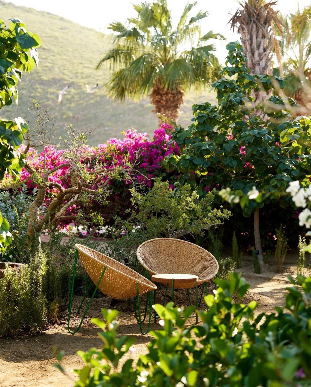 Outdoor seating area features two woven chairs on green frames, surrounded by lush greenery, trees, and pink bougainvillea in natural light.
