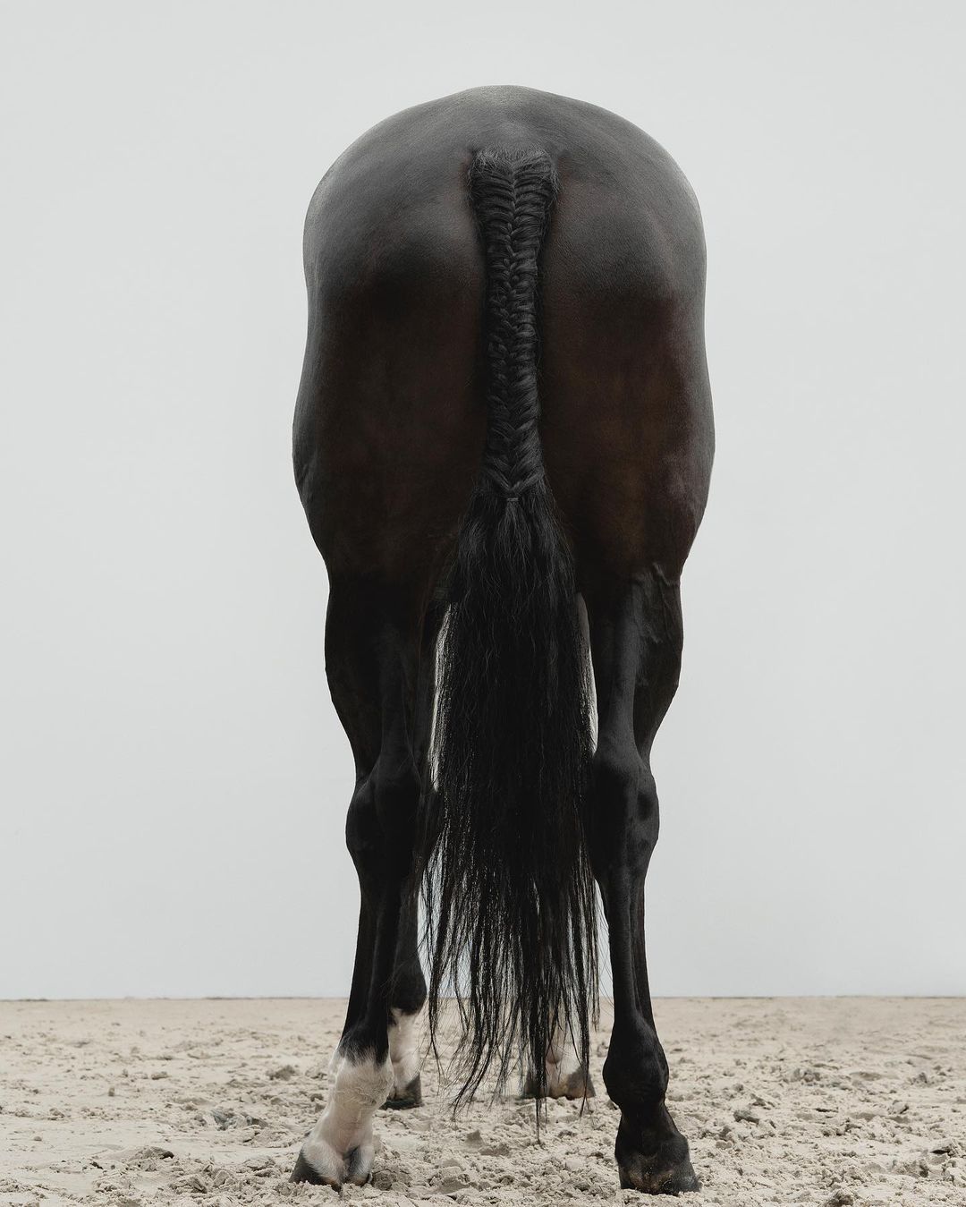Rear view of a dark bay horse standing on sand, its tail neatly braided in a simple style. White background provides clean contrast.
