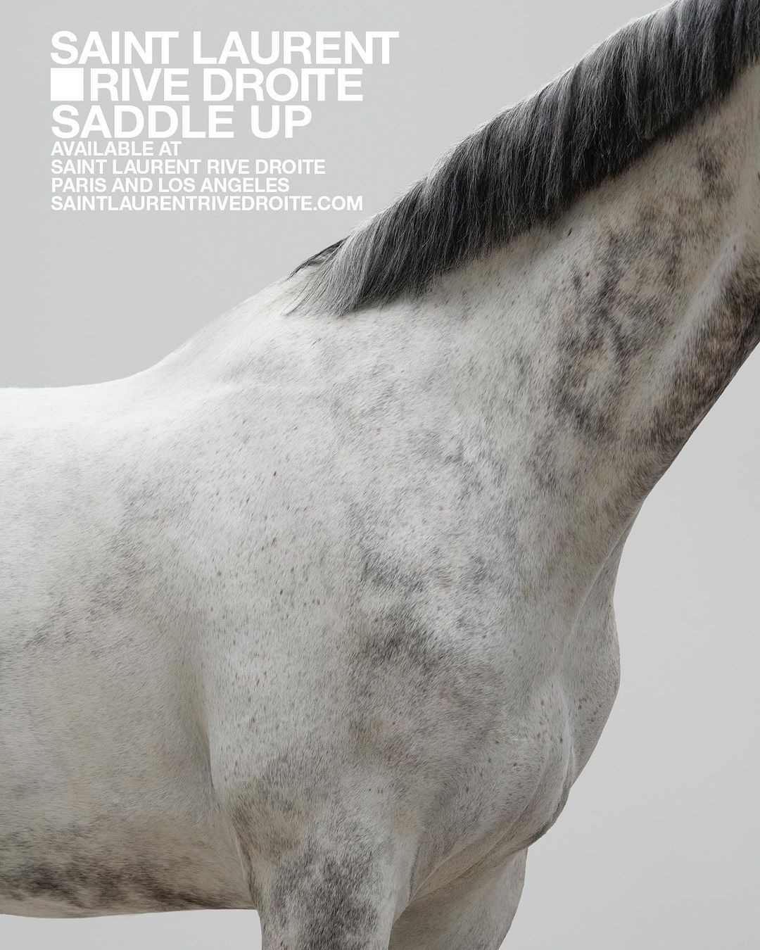Close-up of a dapple gray horse in a studio setting with Saint Laurent Rive Droite branding and 'Saddle Up' text, showcasing equine beauty.