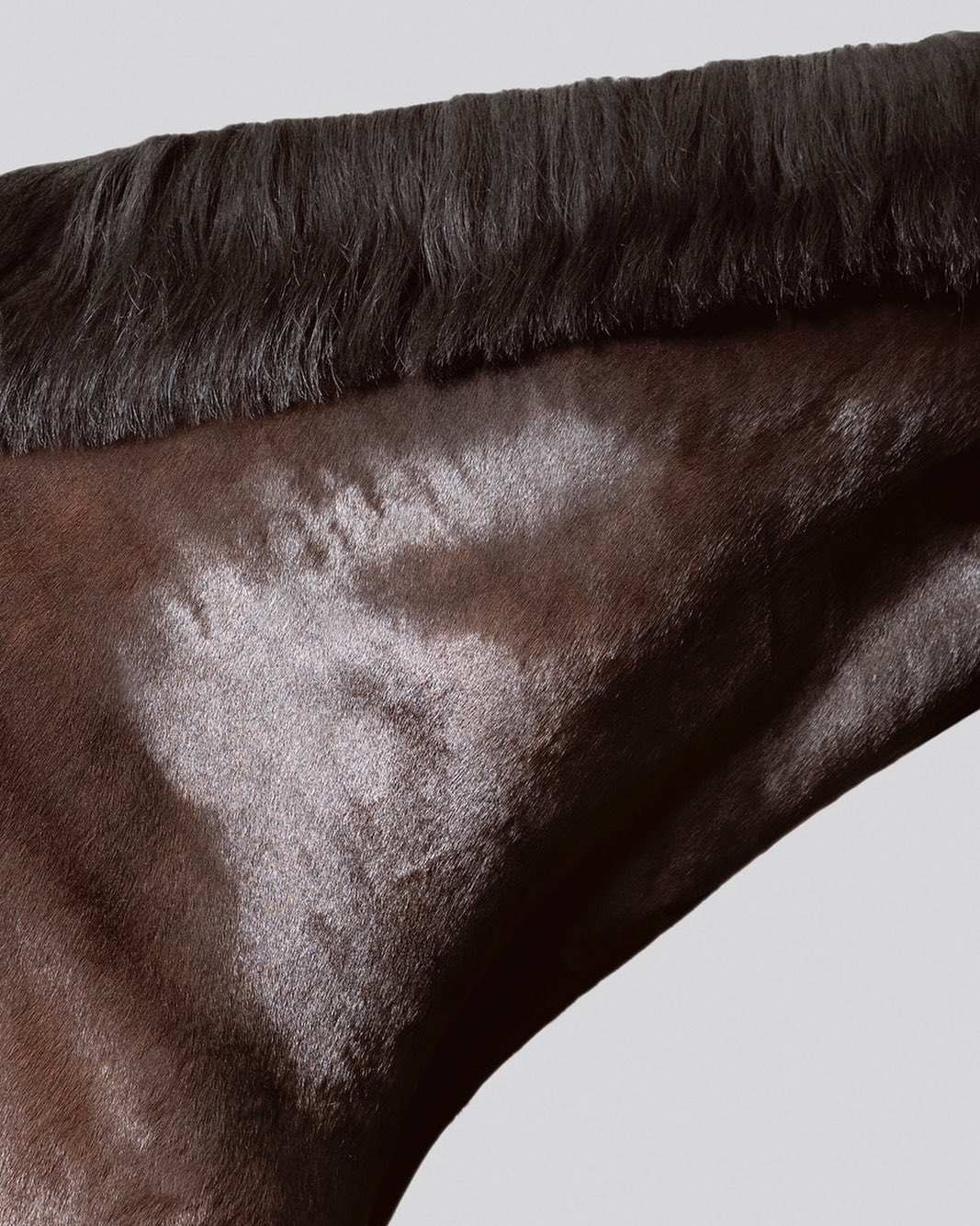 Close-up studio shot of a dark brown horse's neck and mane, featuring glossy fur texture and a gradient background, focusing on equine anatomy.